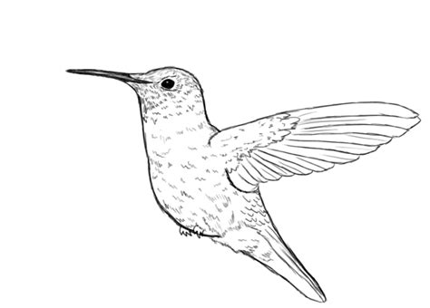 Amazing How To Draw Hummingbird in the world Don t miss out | howtopencil3