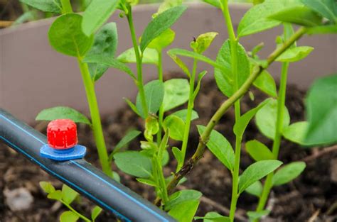 How To Grow Blueberries In Pots