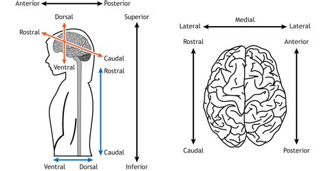 Anatomical Terminology – Foundations of Neuroscience