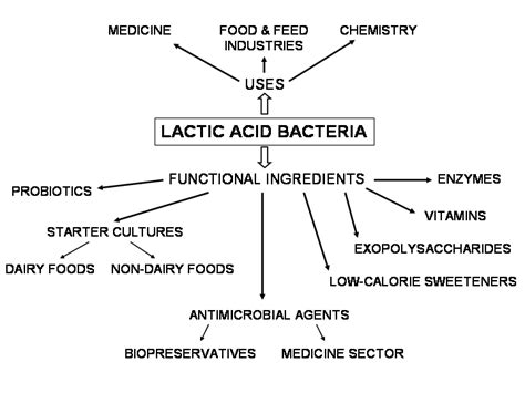 Lactic Acid Fermentation Products