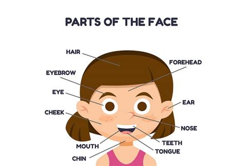 Teaching Face Parts Names in English to Toddlers & Preschoolers