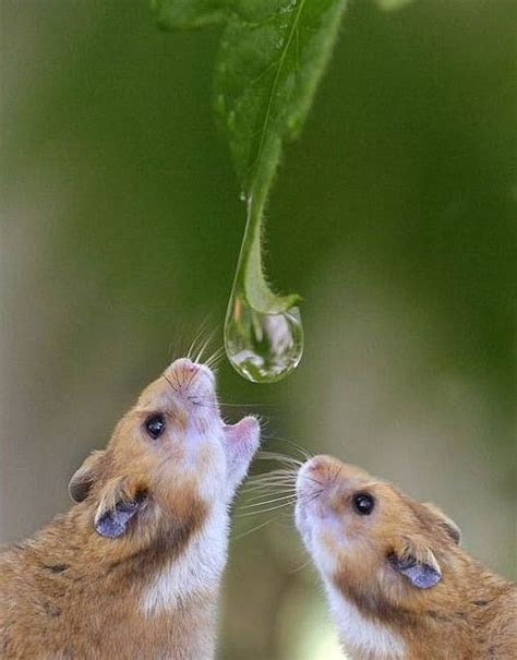 23 best Cute Animals Drinking Water images on Pinterest | Fluffy pets, Funny animals and ...