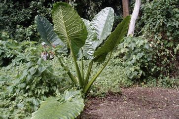 Giant taro Edible Plant