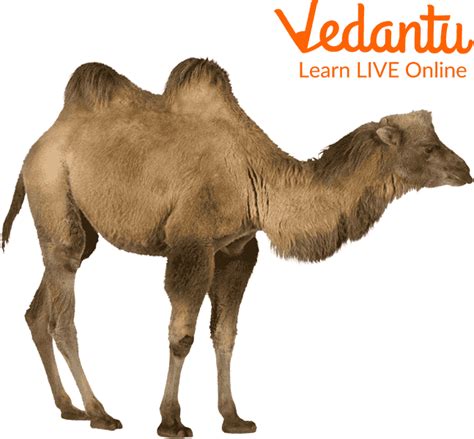 Camel: Learn Definition, Facts & Uses