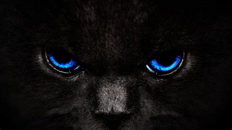 Black cat digital wallpaper, cat, eyes HD wallpaper | Wallpaper Flare