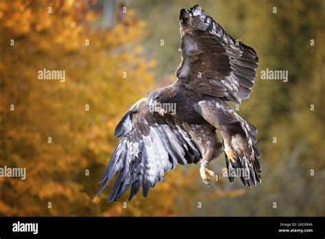 flying Golden Eagle Stock Photo - Alamy