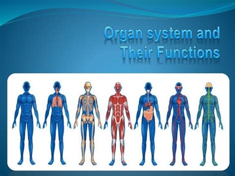 Human Body System and Their Function with a Labelled Diagram.