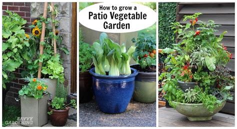 Patio Vegetable Garden Setup and Tips to Get Growing