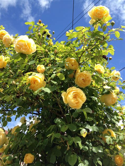 Yellow climbing rose | Roses | Pinterest | Rose, Beautiful flowers and ...