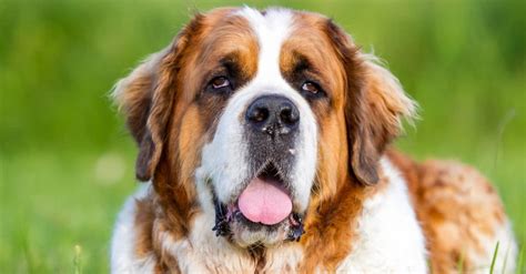 What To Know Before Getting A St Bernard: Essential Tips For Prospective Owners