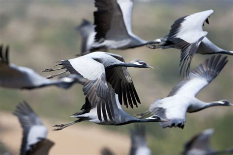 Top 104 + Migratory birds and animals in india - Lifewithvernonhoward.com