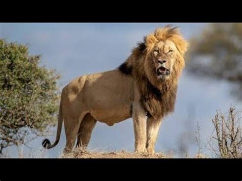 Biggest Lion Ever Recorded - YouTube