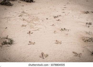 Best Emu Footprint Royalty-Free Images, Stock Photos & Pictures ...