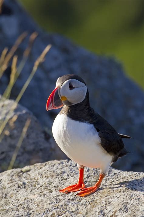 File:Atlantic Puffin.jpg - Wikipedia