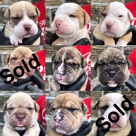 OLD TYME BULLDOGS PUPPIES FOR SALE | in Silsden, West Yorkshire | Gumtree