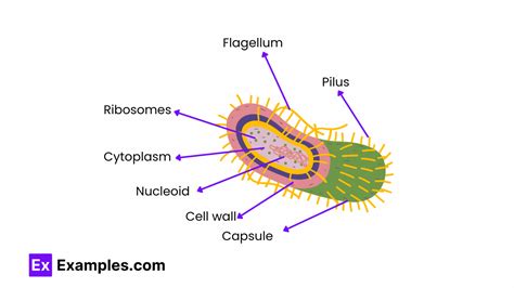 Prokaryotic cell, Definition, Characteristics, Structure, Examples