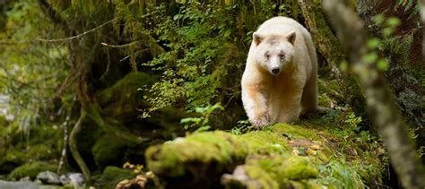 The Great Bear Rainforest Initiative | Bow Valley College