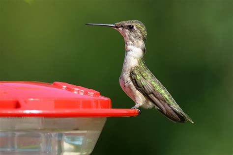 Creature Feature: Ruby-throated Hummingbird (Archilochus colubris) - Columbus Audubon