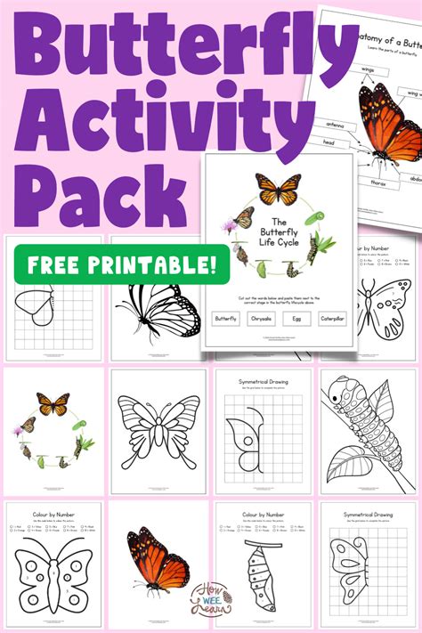 Butterfly Life Cycle Coloring Pages