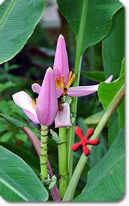 Musa ornata 'Lavender' To Your Home From Zone 9 Tropicals