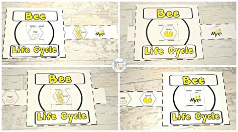 Life Cycle of a Honey Bee Free Printable - Natural Beach Living