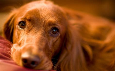 Download wallpapers Cocker Spaniel, muzzle, dogs, pets, cute animals ...