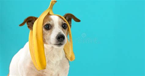 Funny Rat And Banana On White Stock Photo - Image of mouse, animal ...