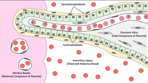 Female Reproductive Histology Notes – Medical Histology – Jacobs School ...