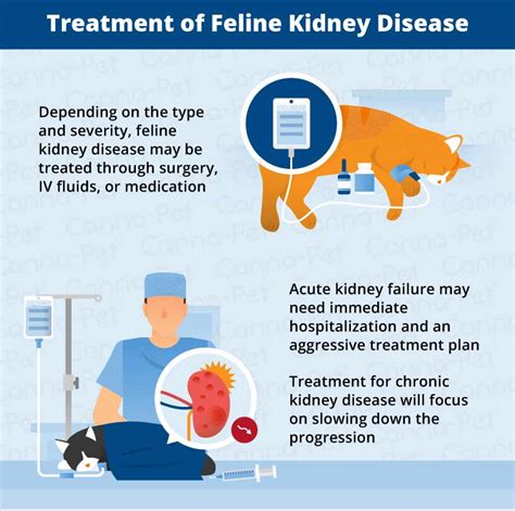 Kidney Disease in Older Cats | Canna-Pet