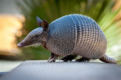 Armadillo - Animal Facts for Kids - Characteristics & Pictures