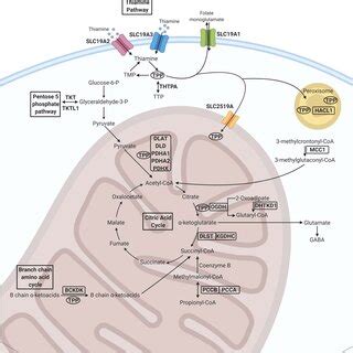 Thiamine transport and metabolism pathways. Thiamine enters the cell... | Download Scientific ...