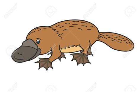 free platypus clipart 10 free Cliparts | Download images on Clipground 2024