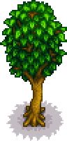 Érable - Stardew Valley Wiki