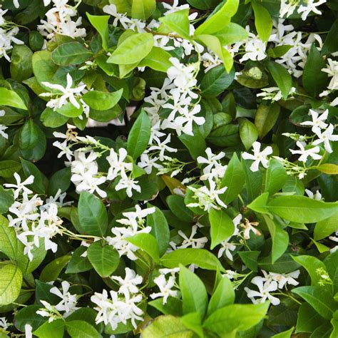 White Potted Jasmine Plant For Sale | Jasmine Star (Fragrant) – Easy To Grow Bulbs