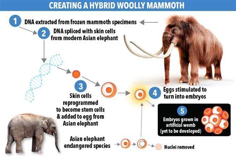 2024 Mammoth Clone - Averil Ferdinanda