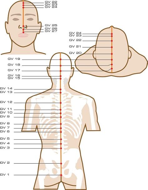 Governing Vessel Acupuncture Points | Acupuncture points, Acupressure ...