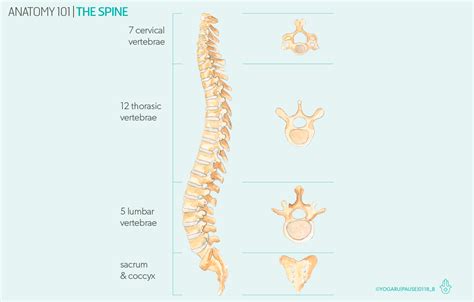 Anatomy 101 - the spine — YOGARU