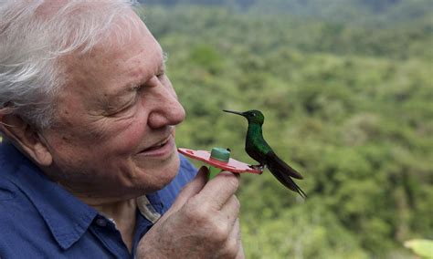 David Attenborough nature series 'Life in Colour' headed to Netflix