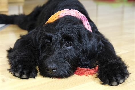 Labradoodle Health Issues - The 6 Most Common Concerns!