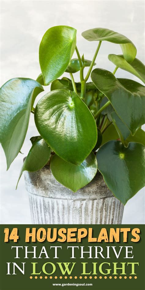 14 Houseplants That Thrive In Low Light