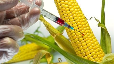 GMO Food: Push It Down Their Bloody Throats!, By Odilim Enwegbara – Premium Times Opinion
