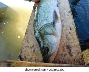 157 Silver cyprinid Images, Stock Photos & Vectors | Shutterstock