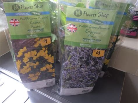 Perennial Plants (Large) Morrisons £1.00 (Instore Only) - HotUKDeals