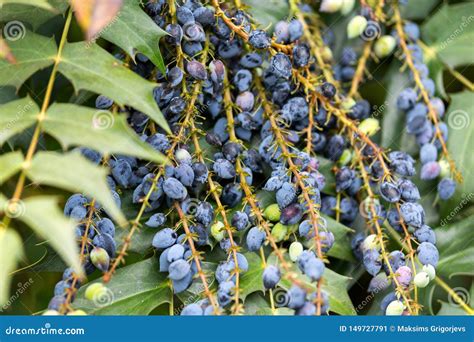 Mahonia Aquifolium, Oregon Grape Berries in Garden Stock Image - Image of grape, fruits: 149727791