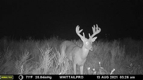 Trail Cams — Whitetail Pros