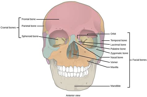 19.1 Types of Skeletal Systems – Concepts of Biology-1st Canadian Edition