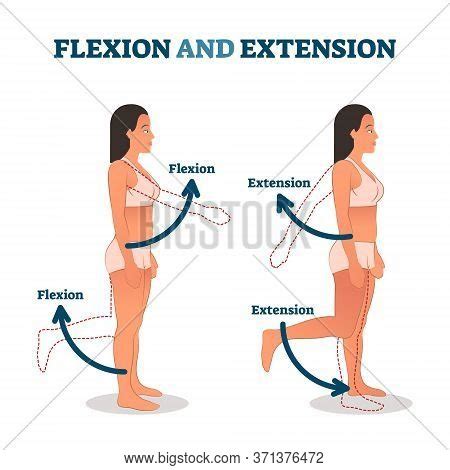 Flexion Extension Vector & Photo (Free Trial) | Bigstock