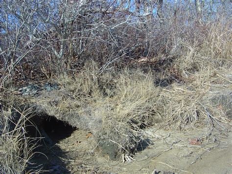 Coastal River Otter Natural History – BiodiversityWorks