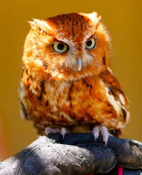 Baby Tangerine Eastern Screech Owl Baby Owls, Baby Animals, Cute Animals, Owl Photos, Owl ...
