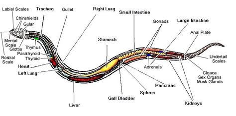 Diagram How Do Snakes Reproduce